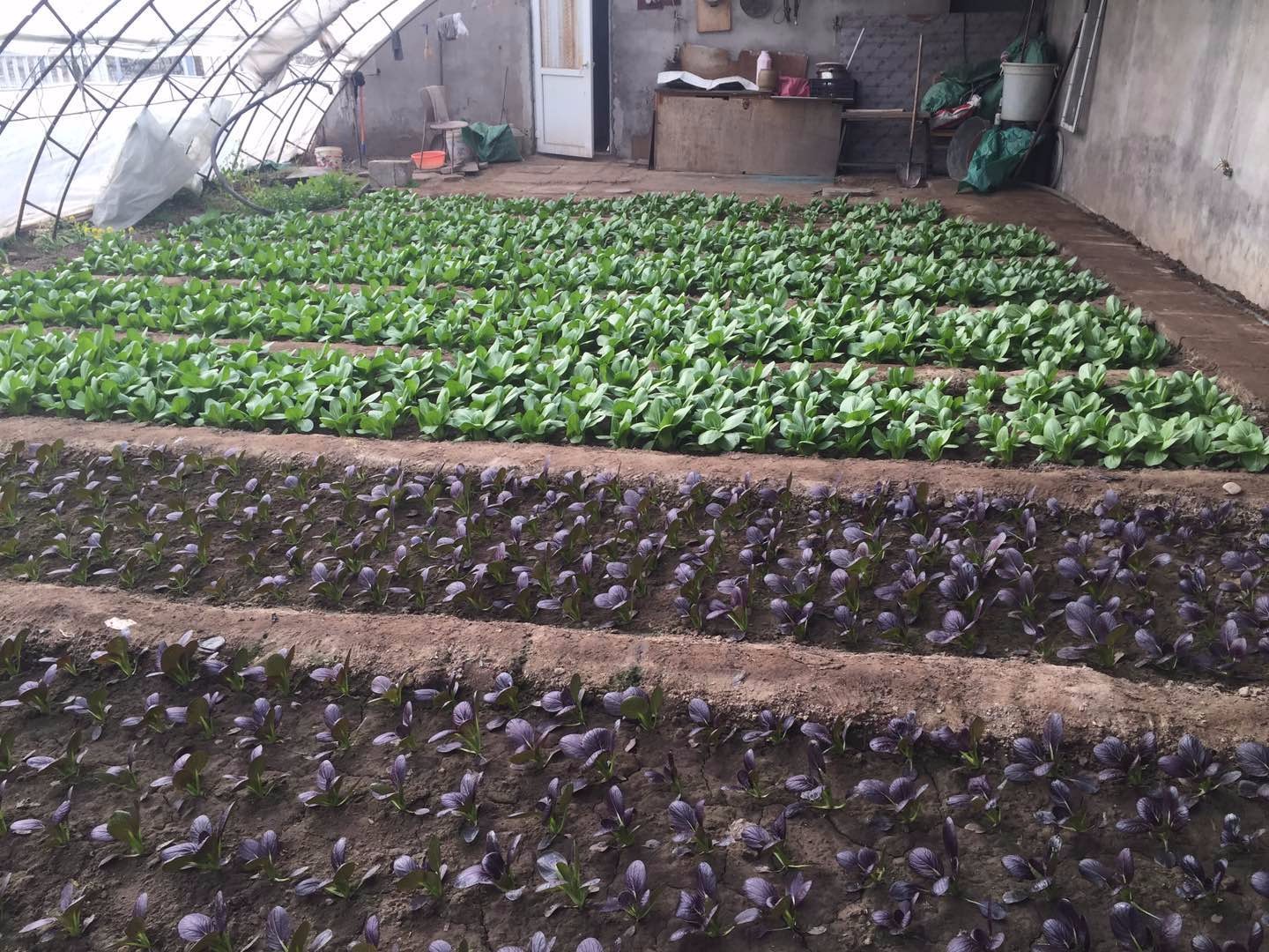 [懷北國際汽車營地]-親子農(nóng)事二日活動