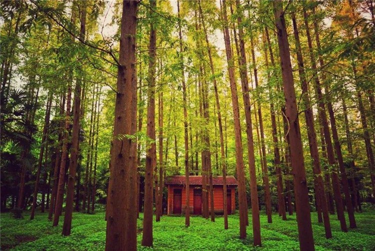 [上海崇明島森林公園]-野外徒步一日團建